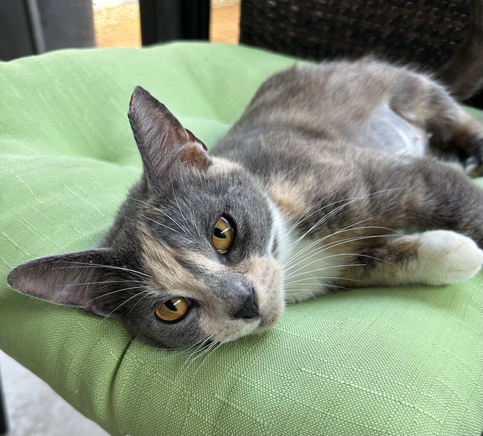 family cats　0331 d88afc59-9c5e-491d-9730-